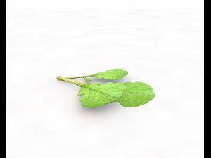 mustard greens Model 3D