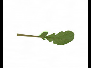 mustard greens Model 3D