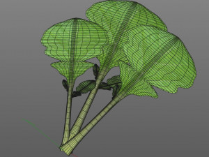 mustard greens Model 3D