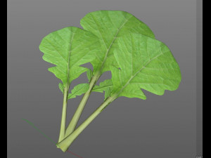 mustard greens Model 3D