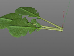 mustard greens Model 3D