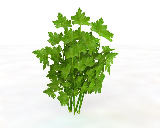 parsley 3D Model .c4d .max .obj .3ds .fbx .stl .blend 