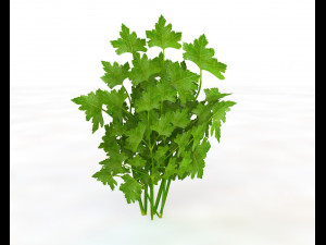 parsley 3D Model