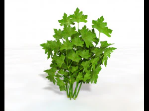 parsley 3D Model
