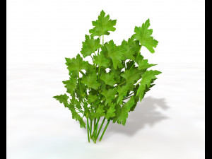 parsley Model 3D
