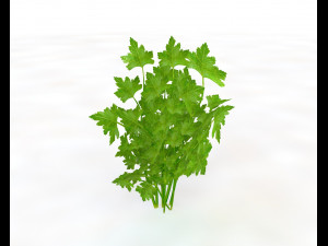 parsley Model 3D