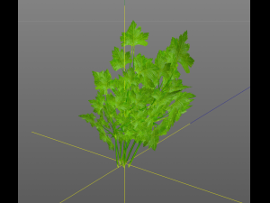 parsley Model 3D