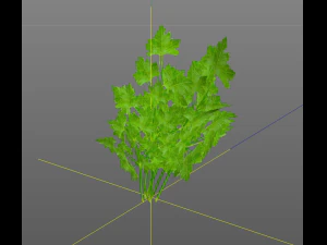 parsley 3D Model