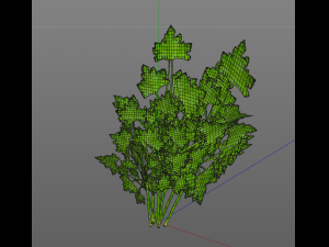 parsley Model 3D