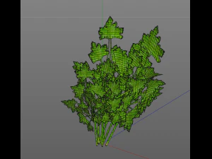 parsley 3D Model