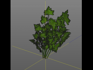parsley Model 3D