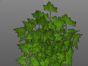 parsley Model 3D