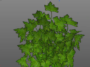 parsley 3D Model