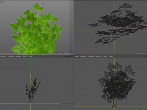 parsley Model 3D
