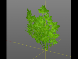 parsley Model 3D