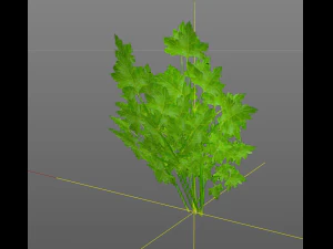 parsley 3D Model