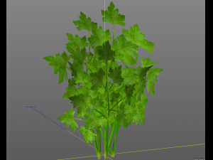 parsley Model 3D