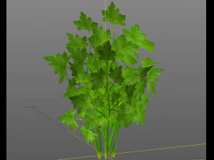 parsley 3D Model
