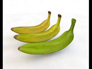 plantain yellow and green Model 3D