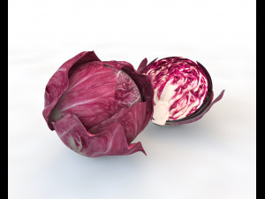 radicchio rounded cabbage 3D Model