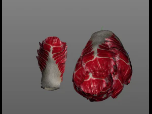 radicchio taller cabbage 3D Model
