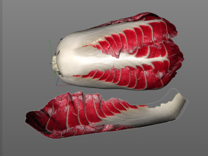 radicchio taller cabbage 3D 模型