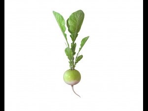 radish green Modelo 3D