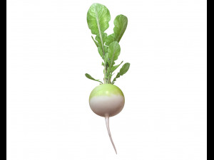 radish green Model 3D