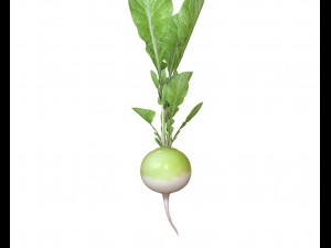 radish green Model 3D
