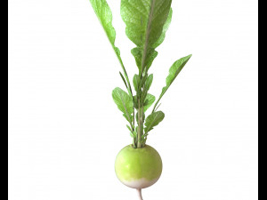 radish green Model 3D