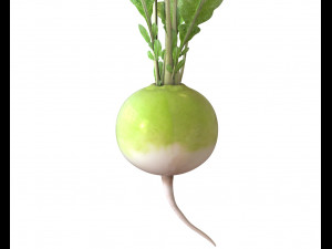 radish green Model 3D