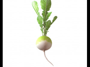 radish green Model 3D