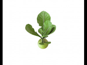 radish green Model 3D