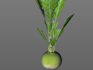 rabanete verde Modelo 3D