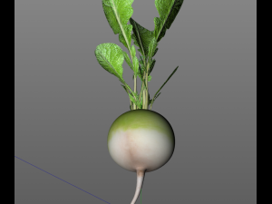 radish green Model 3D