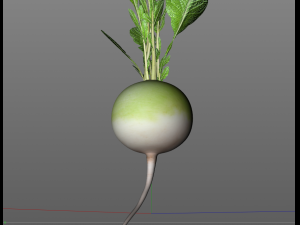 radish green Model 3D