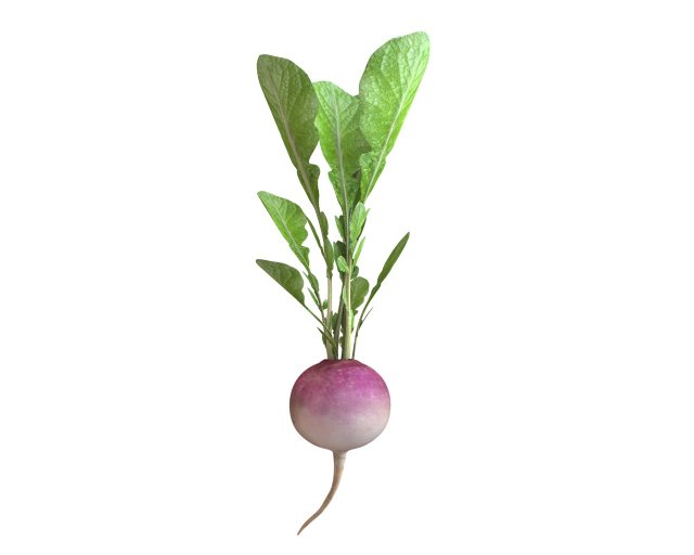 radish pink 3D Модель .c4d .max .obj .3ds .fbx .stl .blend 