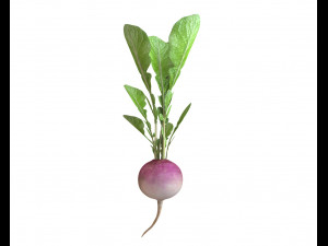 radish pink 3D Model