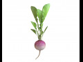 Radish Pink 3D Model