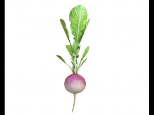 radish pink 3D Model