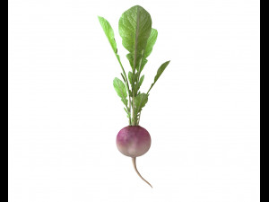 radish pink 3D Модель