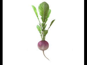radish pink 3D Model