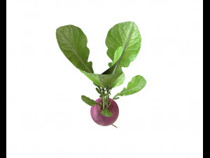radish pink 3D Model
