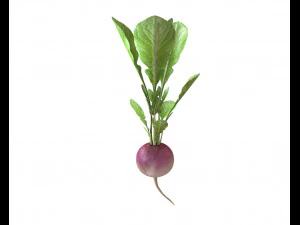 radish pink 3D Model
