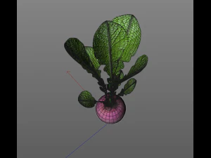 radish pink 3D Model