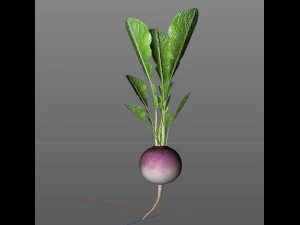 radish pink 3D Model