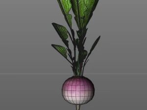 radish pink 3D Model