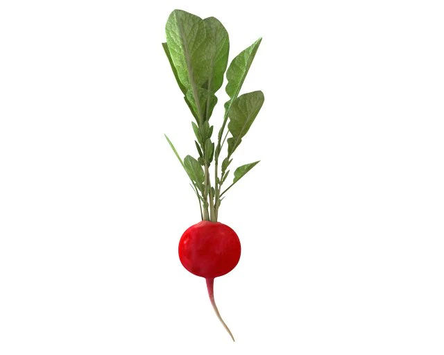 rabanete vermelho Modelo 3D .c4d .max .obj .3ds .fbx .stl .blend 