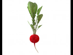 radish red 3D Model