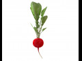 Radish Red 3D Model